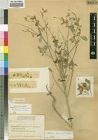 Paratype of Crotalaria barnabassii var. cunenensis [family FABACEAE]