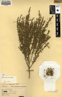 Filed as Crotalaria bequaertii [family FABACEAE]