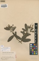 Filed as Eriosema psoraleoides (Lam.) G.Don var. psoraleoides [family FABACEAE]