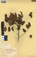 Filed as Dalbergia boehmii [family FABACEAE]
