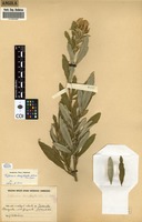 Filed as Tephrosia dasyphylla [family FABACEAE]