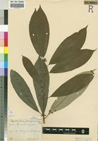 Type of Chrysophyllum gorungosanum Engl. [family SAPOTACEAE]