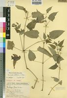 Isotype of Thunbergia torrei Benoist [family ACANTHACEAE]