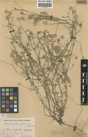 Filed as Pegolettia senegalensis Cass. [family ASTERACEAE]