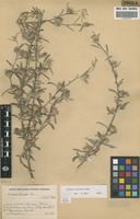 Filed as Dicoma tomentosa Cass. [family ASTERACEAE]