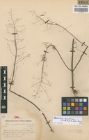 Filed as Plectranthus gracillimus (T.C.E.Fr.) Hutch. & Dandy [family LAMIACEAE]