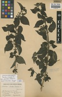 Isotype of Lantana camara L. [family VERBENACEAE]