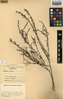 Filed as Thesium atrum A.W.Hill [family SANTALACEAE]