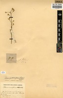 Filed as Talinum portulacifolium (Forssk.) Asch. ex Schweinf. [family PORTULACACEAE]