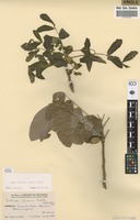 Filed as Zanha africana (Radlk.) Exell [family BURSERACEAE]