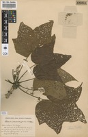 Filed as Sterculia quinqueloba (Garcke) K.Schum. [family STERCULIACEAE]
