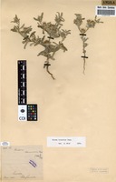 Filed as Dicoma tomentosa Cass. [family ASTERACEAE]