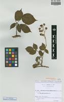 Isolectotype of Rubus pyramidalis Kaltenb. subsp. glaucoxylon Sud. [family ROSACEAE]
