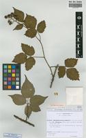 Isolectotype of Rubus subsp. hirsutus (Wirtg.) Sud. [family ROSACEAE]