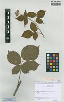 Isolectotype of Rubus villicaulis Kohler ex Weihe & Nees [family ROSACEAE]