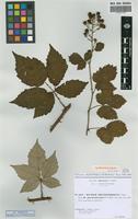 Isolectotype of Rubus thyrsoideus Wimm. subsp. phyllostachys P. -J. Mull. [family ROSACEAE]