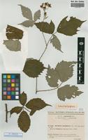 Lectotype of Rubus radula Weihe ex Boenn. [family ROSACEAE]
