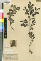 Isotype of Burkea africana [family FABACEAE]