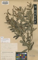 Filed as Eriosema psoraleoides (Lam.) G.Don var. psoraleoides [family FABACEAE]