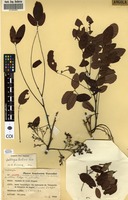 Filed as Dalbergia boehmii [family FABACEAE]