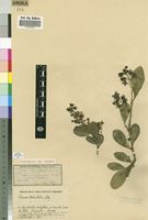 Isotype of Boscia welwitschii Gilg [family CAPPARACEAE]