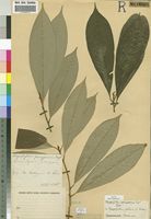 Type of Chrysophyllum gorungosanum Engl. [family SAPOTACEAE]