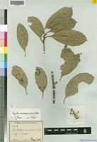 Type of Paxiodendron usambarense Engl. [family MONIMIACEAE]