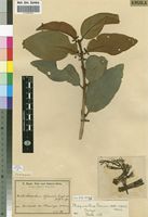 Isotype of Phragmanthera baumii (Engl. & Gilg) Polhill & D.Wiens [family LORANTHACEAE]