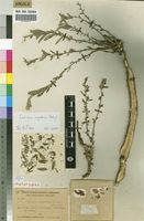Holotype of Carrissoa angolensis Baker f. [family FABACEAE]