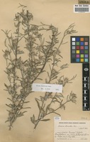 Filed as Dicoma tomentosa Cass. [family ASTERACEAE]
