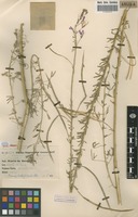Filed as Cleome hirta (Klotzsch) Oliv. [family CAPPARACEAE]