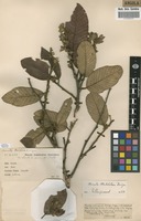 Filed as Monotes mutetetwa P.A.Duvign. [family DIPTEROCARPACEAE]
