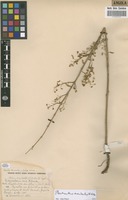 Filed as Plectranthus esculentus N.E.Br. [family LAMIACEAE]