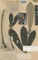 Musanga cecropioides in Global Plants on JSTOR