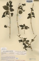 Isotype of Lantana santosii Moldenke [family VERBENACEAE]