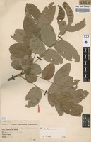 Filed as Zanha africana (Radlk.) Exell [family BURSERACEAE]