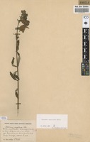 Filed as Sesamum angolense Welw. [family PEDALIACEAE]