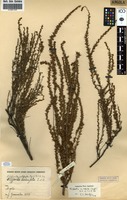 Filed as Cliffortia nitidula (Engl.) R.E.Fr. & T.C.E.Fr. [family ROSACEAE]