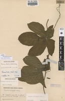 Filed as Coccinia barteri (Hook.f.) Keay [family CUCURBITACEAE]