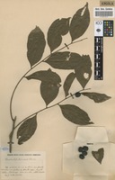Filed as Rhaphiostylis beninensis (Hook.f. ex Planch.) Planch. ex Benth. [family ICACINACEAE]