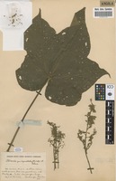 Filed as Sterculia quinqueloba (Garcke) K.Schum. [family STERCULIACEAE]