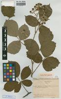 Lectotype of Rubus vestitus Weihe & Nees subsp. leucotrichus Sud. [family ROSACEAE]