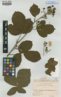Syntype of Rubus macrophyllus Weihe & Nees var. boulayi Sud. [family ROSACEAE]