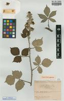 Lectotype of Rubus godronii Gren. & Godr. subsp. winteri (P.J.Mull. ex Focke) P.Fourn. [family ROSACEAE]