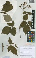 Isolectotype of Rubus radula Weihe ex Boenn. [family ROSACEAE]