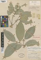 Holotype of Rinorea haughtii L.B. Sm. & A. Fernndez [family VIOLACEAE]