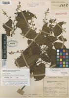 Isotype of Homalium mituense Cuatrec. [family FLACOURTIACEAE]