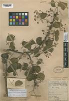 Filed as Pithecellobium dulce (Roxb.) Benth. [family MIMOSACEAE]