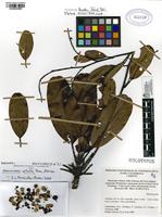 Holotype of Araracuara vetusta Fern. Alonso [family RHAMNACEAE]