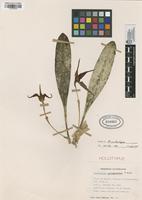 Holotype of Masdevallia sumapazensis P. Ortiz [family ORCHIDACEAE]